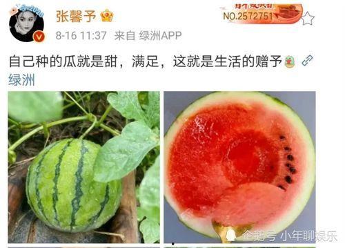 可以吃娱乐圈瓜吗,揭秘明星幕后故事 第1张 可以吃娱乐圈瓜吗,揭秘明星幕后故事 第1张